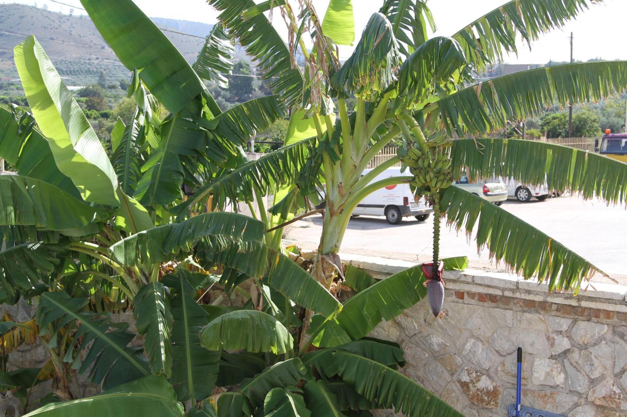 Αριων Village & Suites Nauplia Esterno foto